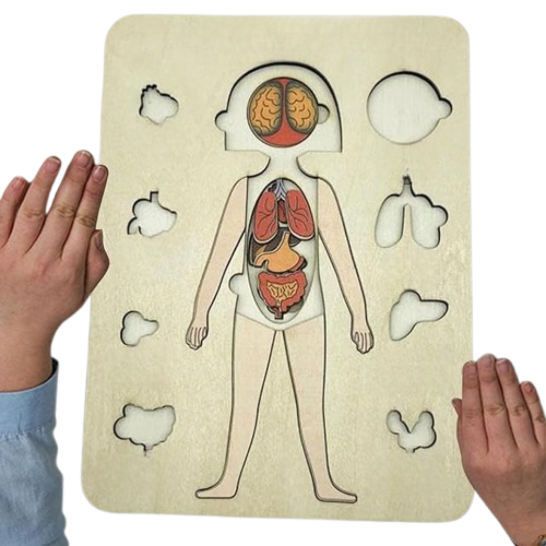 Bodywise | Ontdek Het Lichaam - Anatomie Puzzel