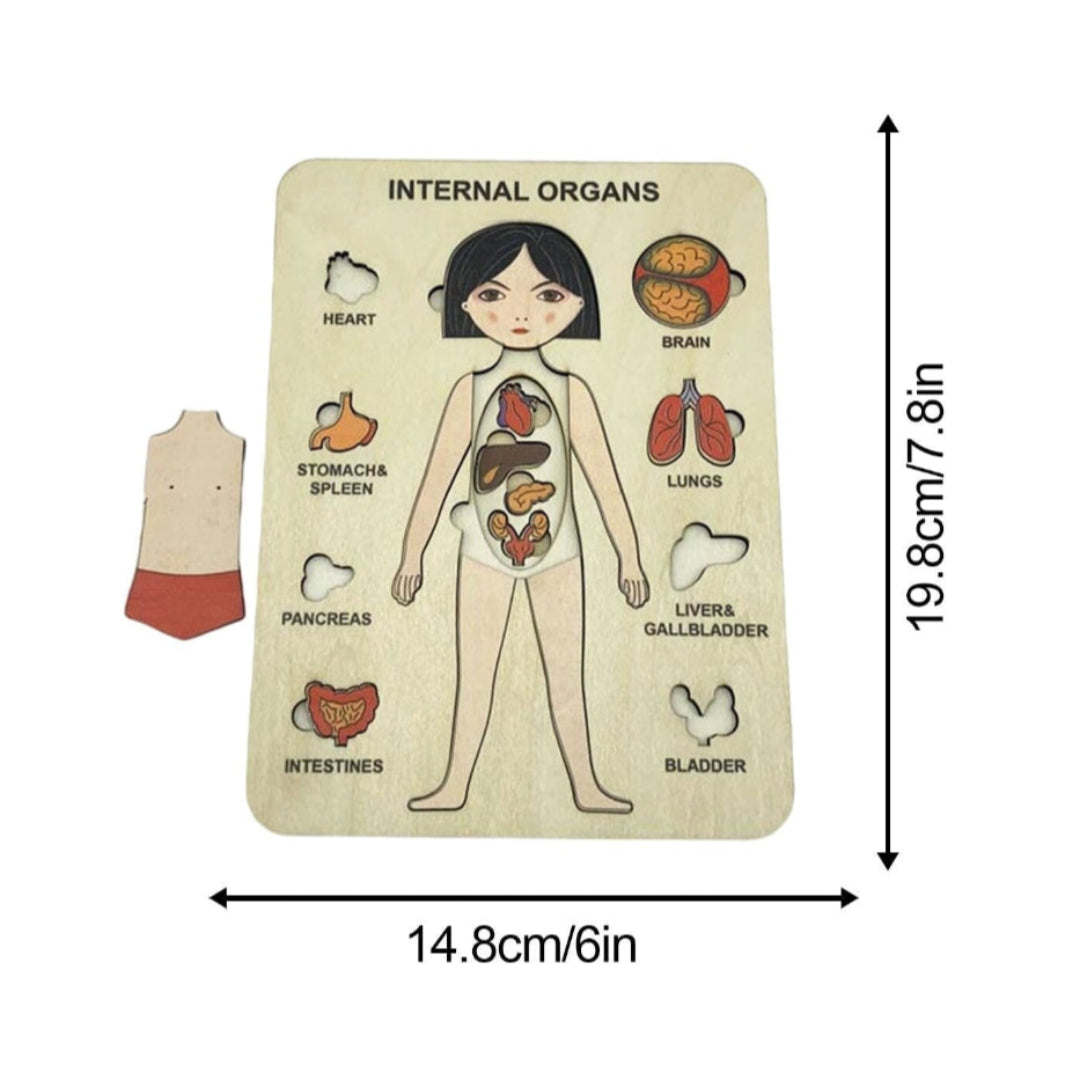 Bodywise | Ontdek Het Lichaam - Anatomie Puzzel
